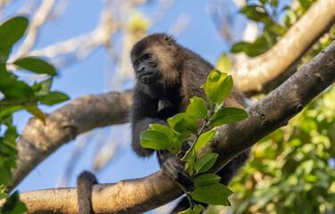 Howler monkey