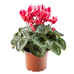 Bright red and white cyclamen flowers