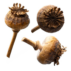 Dried poppy heads, pod with seeds