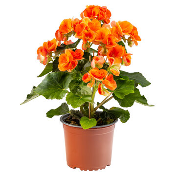 Orange begonia flower in a brown pot