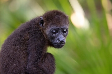 Howler monkey