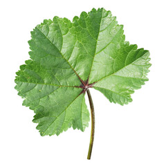 green leaf isolated (transparent)