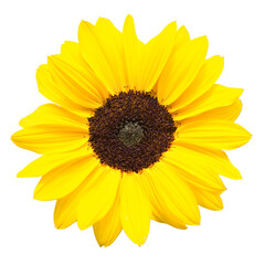 Sonnenblume. Isolierter Hintergrund.
Freigestelltes Bild von einer gelben Sonnenblume.
Hintergrund für Tapeten, Einladungen, Leinwandbilder, Grußkarten etc.