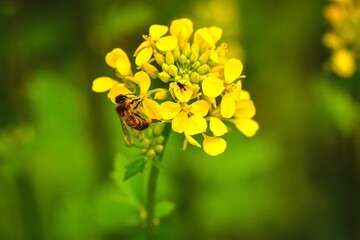 Beautiful yellow-green natural background in spring scenery. Bee in yellow rapeseed flowers. Photo with a shallow depth of field.