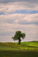 Beautiful spring landscape or background concept. Lonely tree in a green meadow with a blue sky and clouds in the background.