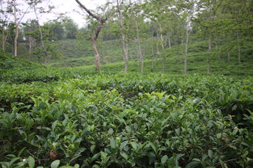 Fototapeta na wymiar Amazing tea garden with green eyes