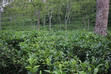 Fototapeta na wymiar Amazing tea garden with green eyes