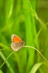 Beautiful little butterfly on a green spring background. Coenonympha Pamphilus butterfly in green grasses. Photo with a shallow depth of field.