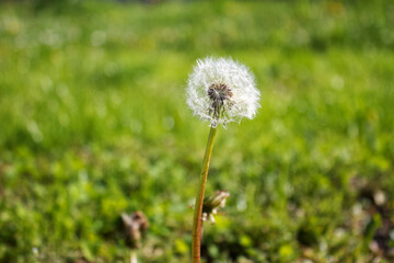 White dandelion with ripe seeds.