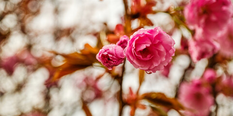 Obraz na płótnie Canvas Blooming sakura tree detail