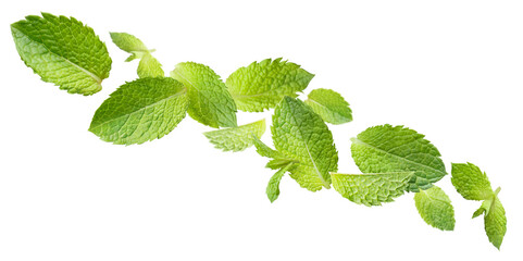 Flying leaves of fresh mint, cut out
