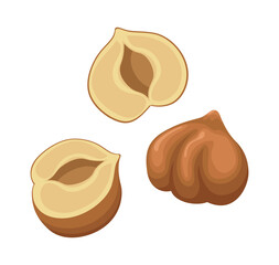 Vector hazelnut isolated on white background