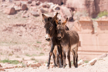 baby donkey in the protection of its mother roaming on the trails of Petra, Jordan