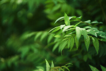 Sorbaria sorbifolia, the leaves of shrub. Green background, the plant in the nature with copy space. High quality photo