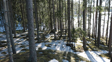 Fototapeta premium Landscape. Spring April forest with snow nearly melted