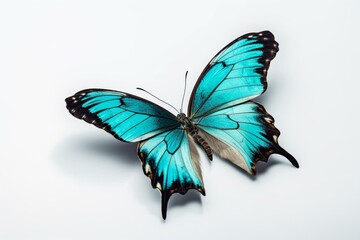 Fototapeta na wymiar A butterfly in turquoise color flying in the air and on a white background. Generative AI