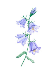 Fototapeta na wymiar Blue bellflower in bloom. Watercolor wildflower on green stem with leaves. Hand-drawn illustration in watercolor, isolated.