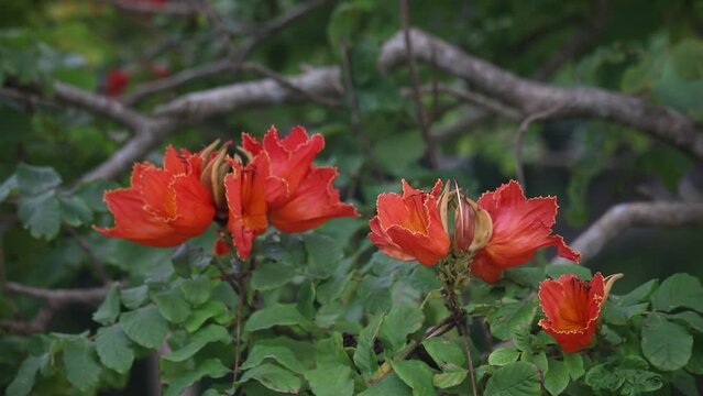 	風に揺れるカエンボク