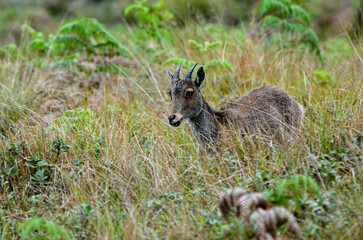 Wild goat Nilgiri Tahr