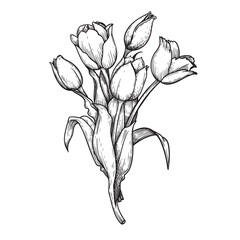 Hand drawn sketch style tulip flowers bouquet. Black and white pen and ink drawing. Best for invitations, greeting cards. Vector illustration.