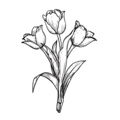 Hand drawn sketch style tulip flowers bouquet. Black and white pen and ink drawing. Best for invitations, greeting cards. Vector illustration. - obrazy, fototapety, plakaty