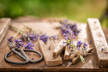 Obraz na płótnie Canvas Fresh and homegrown lavender in sunny summer garden.