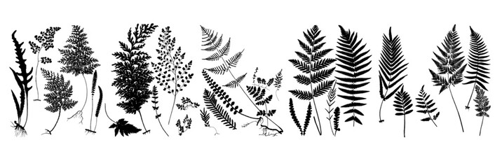 fern silhouette set © Dian