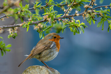 A close up of a single Robin on a fence post