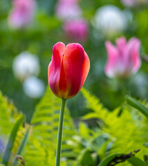 Spring Tulip in bloom