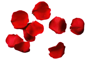 red rose flower petals isolated against a transparent background for use with love and romantic image designs