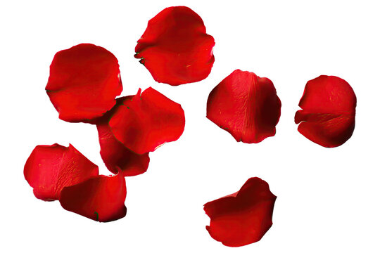 red rose flower petals isolated against a transparent background for use with love and romantic image designs