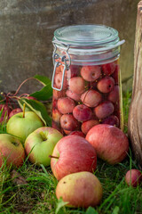 Ingredients for canned apples in summer garden.