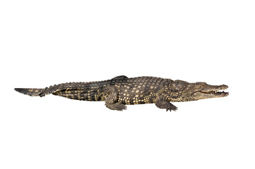 nile crocodile isolated on white background