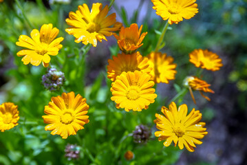 Orange calendula flowers on a green natural background