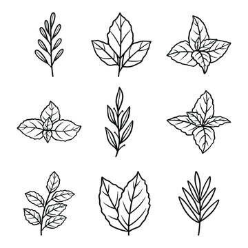 Set of hand drawn leaf