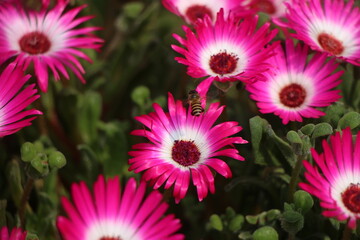 Fototapeta premium Many beautiful flower gardens attract everyone