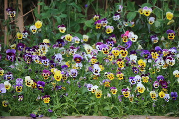 Many beautiful flower gardens attract everyone