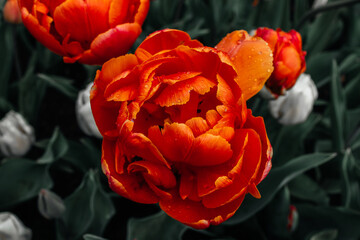 Fototapeta premium red and yellow tulips