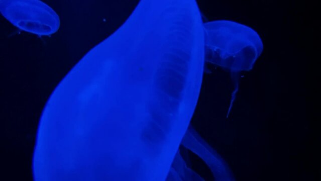 Close-up of a translucent Sea Moon jellyfish in an aquarium with changing lighting and a dark background. Blurred image for background