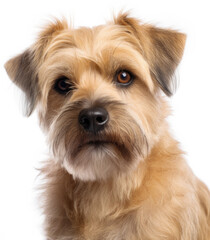 Norfolk Terrier dog isolated on white background, generated by AI