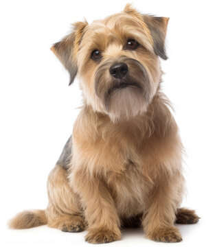 Norfolk Terrier dog isolated on white background, generated by AI