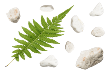set of white shaped stones and fern leaf isolated on transparent background