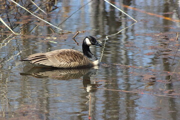 Canada Goose reflecting on the pond