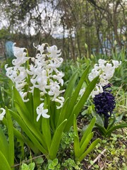 Spring Hyacinth flowers in full bloom in April growing in flower bed border in organic country garden landscape with tree and grass lawn background