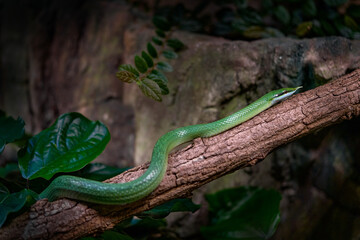 Rhino Rat snake, Gonyosoma boulengeri, viper from Vietnam and China. Green snake in the vegetation....