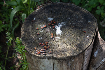 Rote Käfer auf einem abgesägten Baum, Schweiz