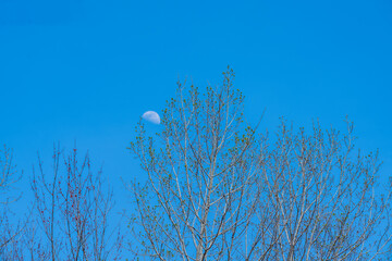 daytime moon through the tree branches