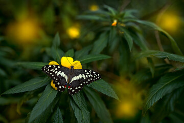 Insect on flower bloom in the nature habitat, Citrus swallowtail or Christmas butterfly, Papilio demodocus. Butterfly in Zimbabwe. Wildlife nature. Tropic butterfly in the jungle fores. Close-up detai