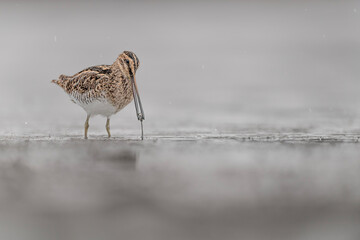 The common snipe at hunt (Gallinago gallinago)