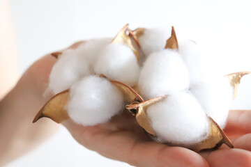 綿　コットンフラワーを持った手元